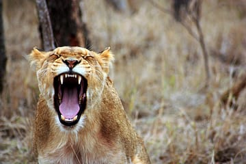anger management online