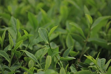 green tea leaf garden