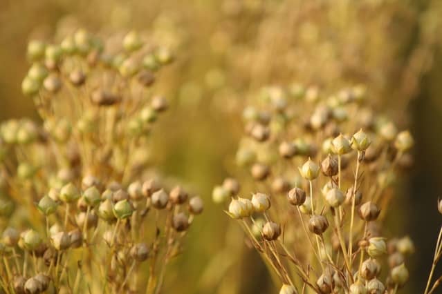 flax seed plant