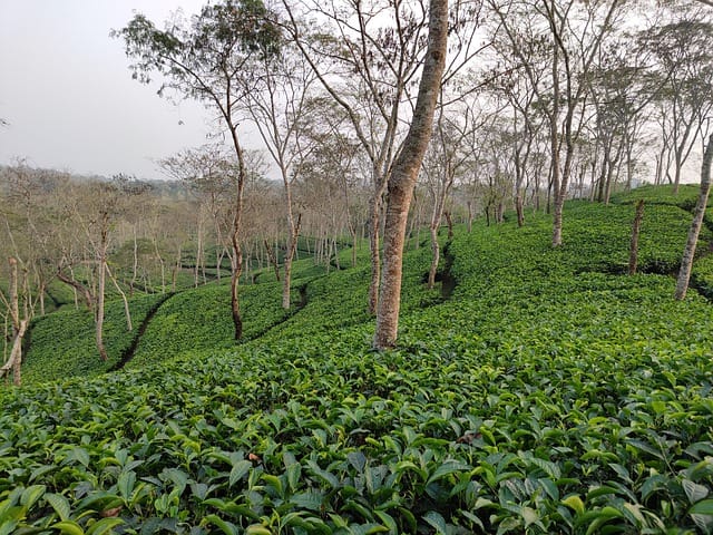 Tea-garden