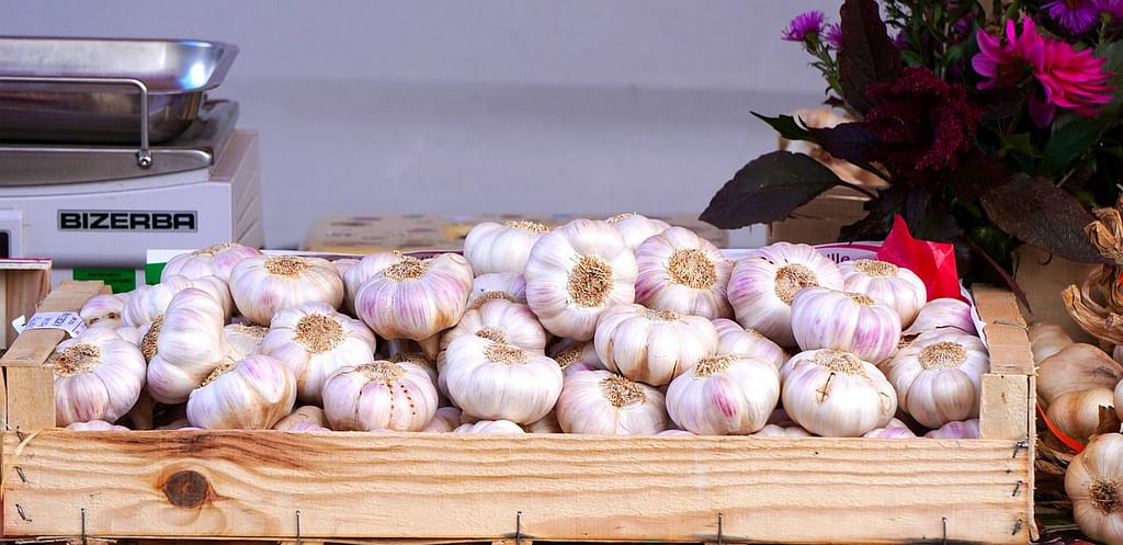 garlic nutrition