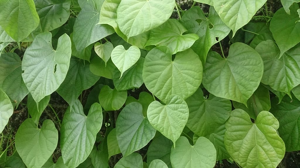 That is How Giloy Benefits your Health and Medicinal Uses 1 giloy images