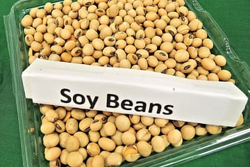 soybean nutrition